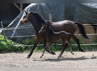 Otras razas, Caballo castrado, 3 años, 156 cm, Morcillo