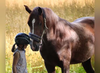 Otras razas, Caballo castrado, 3 años, 156 cm, Ruano alazán