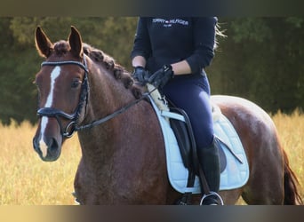 Otras razas, Caballo castrado, 3 años, 156 cm, Ruano alazán