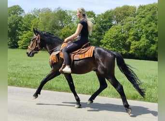 Otras razas, Caballo castrado, 3 años, 157 cm