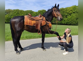 Otras razas, Caballo castrado, 3 años, 157 cm