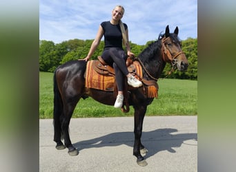 Otras razas, Caballo castrado, 3 años, 157 cm