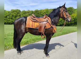 Otras razas, Caballo castrado, 3 años, 157 cm