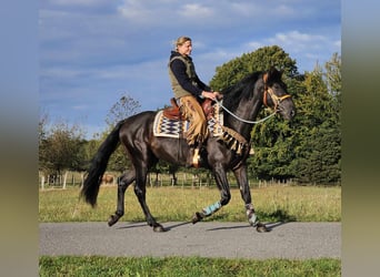 Otras razas, Caballo castrado, 3 años, 157 cm, Negro