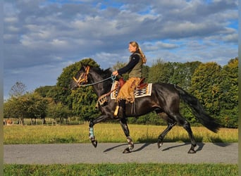 Otras razas, Caballo castrado, 3 años, 157 cm, Negro