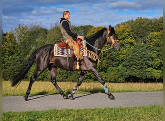 Otras razas, Caballo castrado, 3 años, 157 cm, Negro