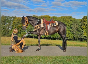 Otras razas, Caballo castrado, 3 años, 157 cm, Negro