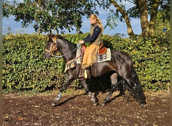 Otras razas, Caballo castrado, 3 años, 157 cm, Negro