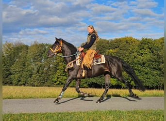 Otras razas, Caballo castrado, 3 años, 157 cm, Negro