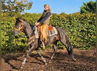 Otras razas, Caballo castrado, 3 años, 157 cm, Negro