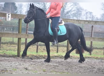 Otras razas, Caballo castrado, 3 años, 158 cm, Negro