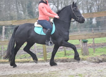 Otras razas, Caballo castrado, 3 años, 158 cm, Negro