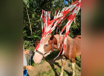 Otras razas, Caballo castrado, 3 años, 160 cm, Alazán