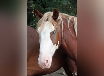 Otras razas, Caballo castrado, 3 años, 160 cm, Alazán