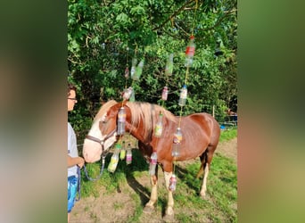 Otras razas, Caballo castrado, 3 años, 160 cm, Alazán