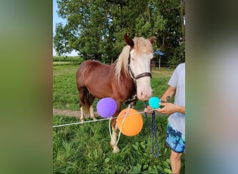 Otras razas, Caballo castrado, 3 años, 160 cm, Alazán