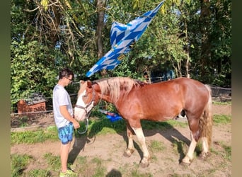 Otras razas, Caballo castrado, 3 años, 160 cm, Alazán