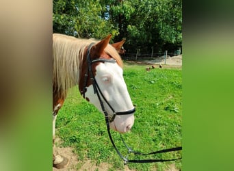 Otras razas, Caballo castrado, 3 años, 160 cm, Alazán