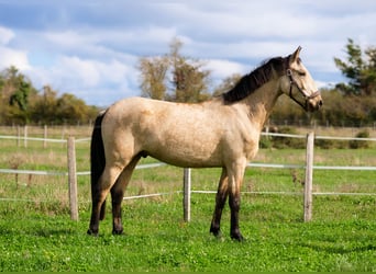 Otras razas, Caballo castrado, 3 años, 160 cm, Bayo