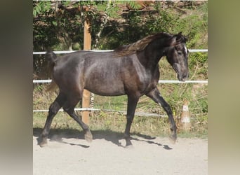 Otras razas, Caballo castrado, 3 años, 160 cm, Tordo