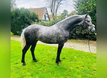 Otras razas Mestizo, Caballo castrado, 3 años, 160 cm, Tordo