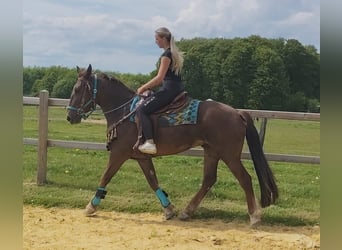 Otras razas, Caballo castrado, 3 años, 162 cm, Alazán-tostado