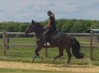 Otras razas, Caballo castrado, 3 años, 162 cm, Alazán-tostado