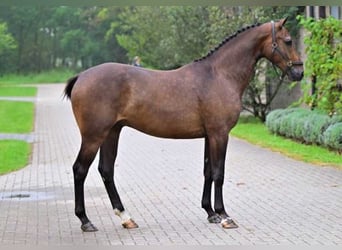 Otras razas, Caballo castrado, 3 años, 164 cm