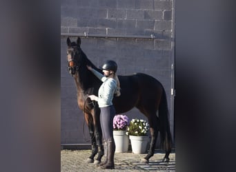 Otras razas, Caballo castrado, 3 años, 165 cm, Castaño oscuro