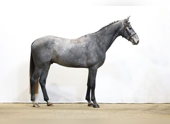 Otras razas, Caballo castrado, 3 años, 165 cm, Tordo