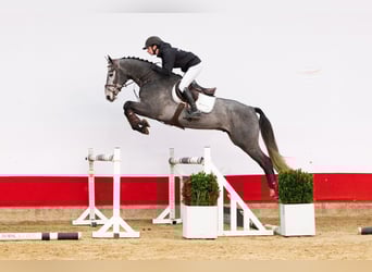 Otras razas, Caballo castrado, 3 años, 165 cm, Tordo