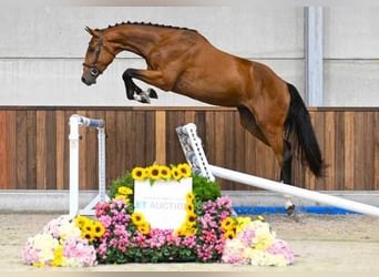 Otras razas, Caballo castrado, 3 años, 168 cm