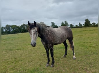 Otras razas, Caballo castrado, 3 años, 170 cm, Tordo