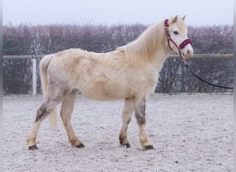 Otras razas, Caballo castrado, 4 años, 112 cm, Tordo