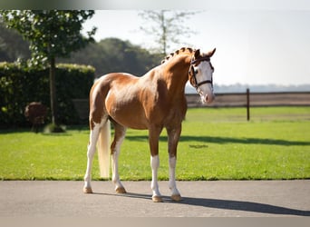 Otras razas, Caballo castrado, 4 años, 131 cm