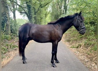 Otras razas Mestizo, Caballo castrado, 4 años, 133 cm, Morcillo
