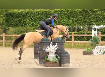 Otras razas, Caballo castrado, 4 años, 137 cm, Buckskin/Bayo