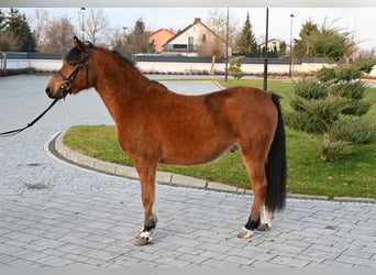 Otras razas, Caballo castrado, 4 años, 137 cm, Castaño