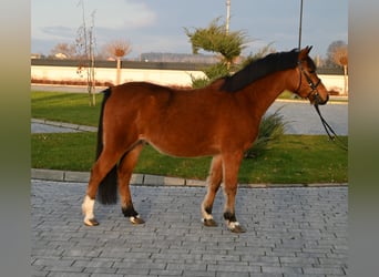 Otras razas, Caballo castrado, 4 años, 137 cm, Castaño