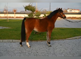 Otras razas, Caballo castrado, 4 años, 137 cm, Castaño