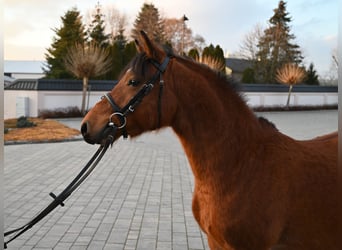 Otras razas, Caballo castrado, 4 años, 137 cm, Castaño