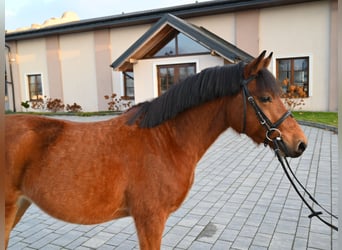 Otras razas, Caballo castrado, 4 años, 137 cm, Castaño