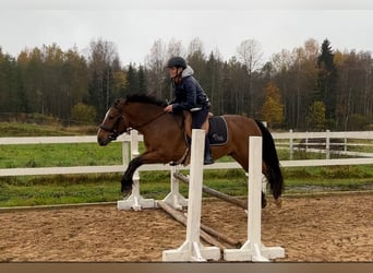 Otras razas, Caballo castrado, 4 años, 139 cm, Castaño rojizo