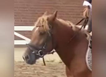 Otras razas, Caballo castrado, 4 años, 143 cm, Alazán