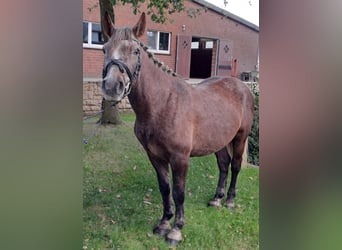 Otras razas, Caballo castrado, 4 años, 143 cm, Tordo ruano