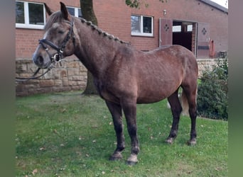 Otras razas, Caballo castrado, 4 años, 143 cm, Tordo ruano