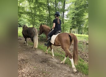 Otras razas, Caballo castrado, 4 años, 145 cm, Alazán