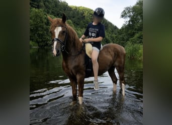 Otras razas, Caballo castrado, 4 años, 145 cm, Alazán