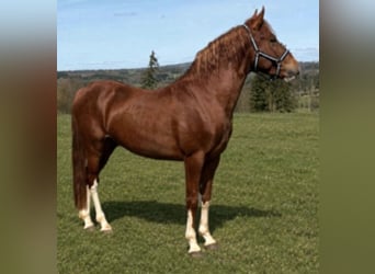 Otras razas, Caballo castrado, 4 años, 145 cm, Alazán