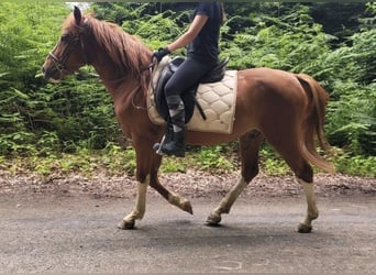 Otras razas, Caballo castrado, 4 años, 145 cm, Alazán